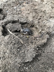 Pseudophryne bibronii