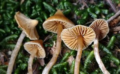 Cortinarius acutus