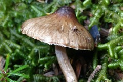 Inocybe fuscodisca