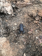 Pseudophryne bibronii