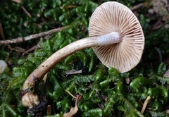 Inocybe fuscodisca