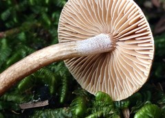 Inocybe fuscodisca