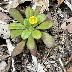 Lysimachia alpestris