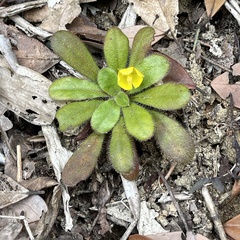 Lysimachia alpestris
