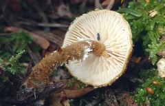 Cystoderma jasonis