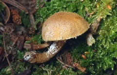 Cystoderma jasonis