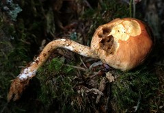 Pyrrhulomyces astragalinus