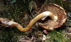 Pyrrhulomyces astragalinus