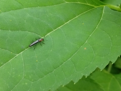 Placopterus thoracicus