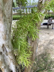 Lygodium japonicum