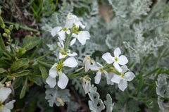 Matthiola incana