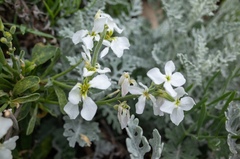 Matthiola incana