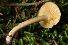 Lactarius lignyotellus