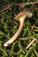 Lactarius lignyotellus