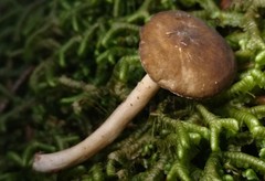 Lactarius lignyotellus