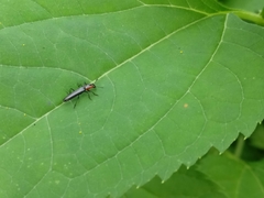 Placopterus thoracicus