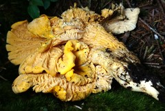 Cantharellus camphoratus