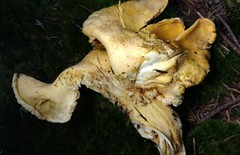Cantharellus camphoratus