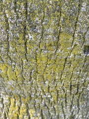 Chrysothrix candelaris