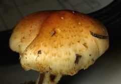 Pholiota decorata