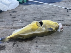 Lagocephalus inermis