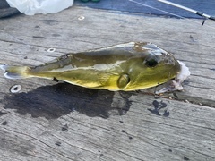 Lagocephalus inermis