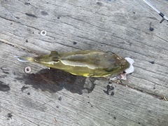 Lagocephalus inermis