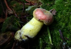 Hypomyces luteovirens