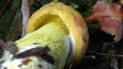 Hypomyces luteovirens