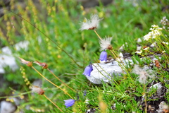 Campanula cochleariifolia