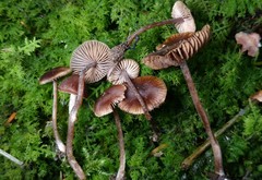 Inocybe perlucida