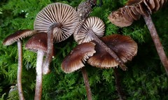Inocybe perlucida