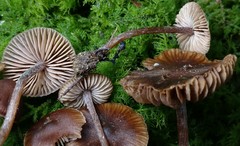 Inocybe perlucida