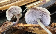 Baeospora myriadophylla