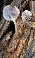 Baeospora myriadophylla