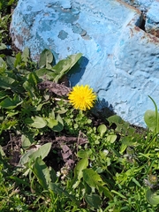 Taraxacum officinale