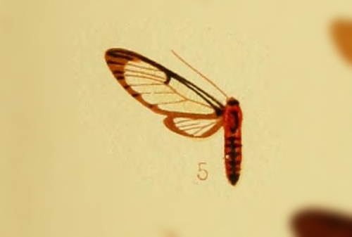 Cosmosoma coccinifera