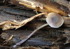 Baeospora myriadophylla