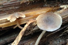 Baeospora myriadophylla