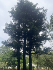 Calophyllum inophyllum