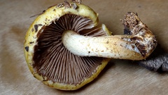 Pholiota adiposa