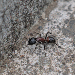 Camponotus obscuripes