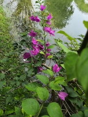Bougainvillea glabra