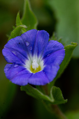 Convolvulus siculus