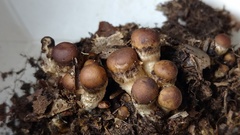 Psathyrella cotonea