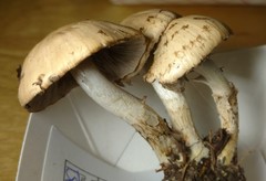 Psathyrella cotonea