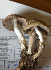 Psathyrella cotonea
