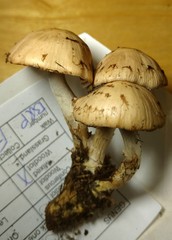 Psathyrella cotonea