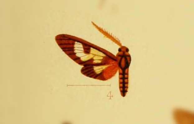 Leucotmemis phoenicophora