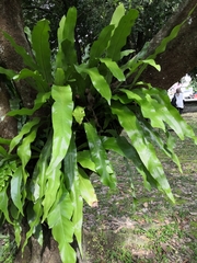 Asplenium australasicum